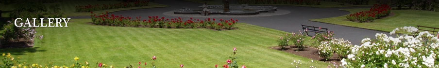 Miami Landscaping Gallery